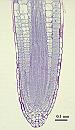 Arabidopsis thaliana root tip 2wk 20X 2-LS