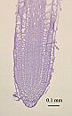 Arabidopsis thaliana root tip 1wk 20X LS