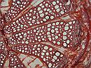 Aristolochia stem XS RIPON 5x