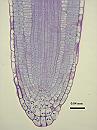 Arabidopsis thaliana root tip 2wk 40X 2-ls