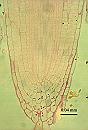 Arabidopsis thaliana root tip 2wk 40X LS