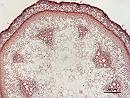 Aristolochia stem XS RIPON 5x