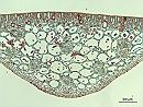 Nymphaea leaf XS TURTOX
