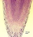 Pisum sativum root tip 10X LS